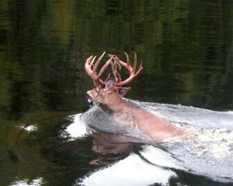 Big Buck Deer Island
