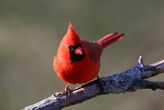 My Life And Times Red Bird
