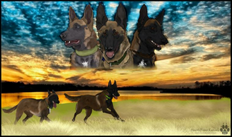 The Belgian Malinois Breed Promotion By North Front On