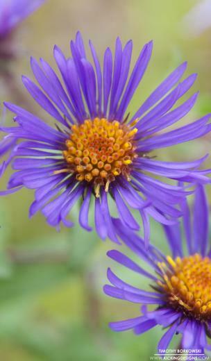 Wild Flower Wallpaper Background Kicking Designs