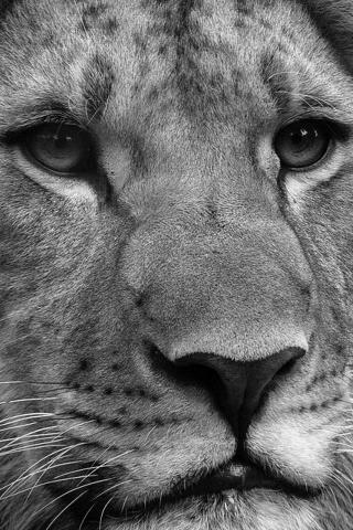 Black And White Lion Wallpaper For iPhone
