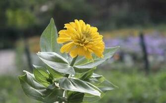 Labels Flowers Pictures Wallpaper Zinnia
