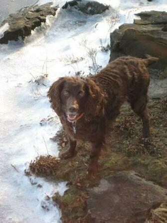 Best Boykin Spaniel Wallpaper Cocker