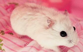 Cute Hamster Wallpaper