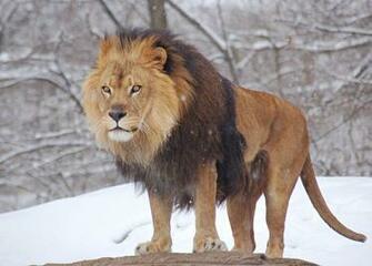 Indian Lion And African White Loin Best Size HD Wallpaper