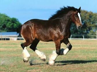 Clydesdale Wallpaper