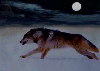 Running Wolf Wallpaper The