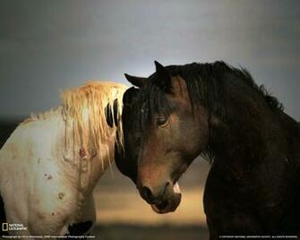 Beautiful Wallpaper Wild Horses