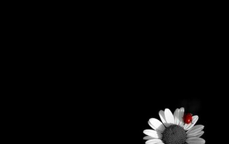 Back To Black And White Flower Wallpaper HD For Desktop Next Image