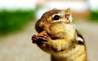 Chipmunks Funny HD Wallpaper In For Your