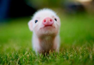 Cute Animal Wallpaper Background On