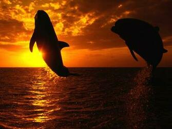 Aquatic Symphony Ocean Life Photography Desktop Wallpaper