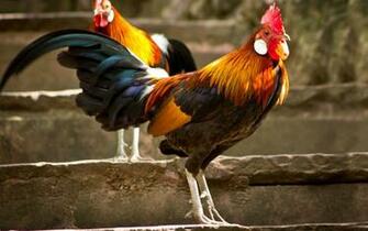 Roosters Wallpaper