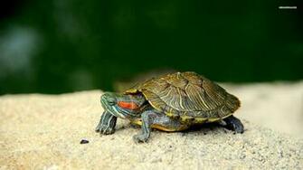Turtle Wallpaper Cute Pictures Sea