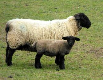 Suffolk Sheep HD Wallpaper Hivewallpaper