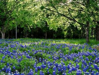 Bluebonnet Grove Wp1024x768 Photo Richo Photos At Pbase