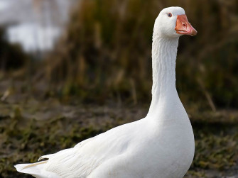 Goose S Wallpaper