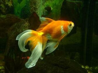 Fancy Fish Wallpaper Desktop WallscreenHD
