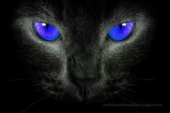 Beautiful Wallpaper Cats