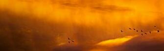 Image Birds Multiscreen HD Landscape Tablet