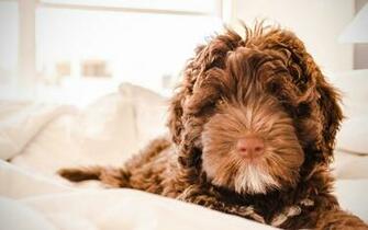 Wallpaper Labradoodle Dog 4k Puppy Curly Brown