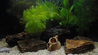Fish Tank Background Printable Wallpaper