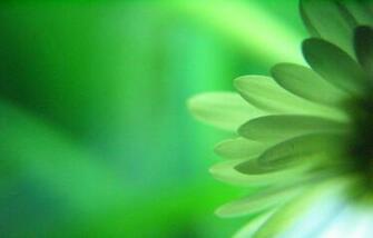 Green Flowers Wallpaper HD Pulse