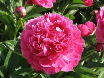 Peony Wallpaper