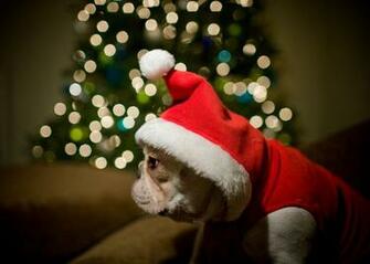 French Bulldog At Christmas A Very Frenchie