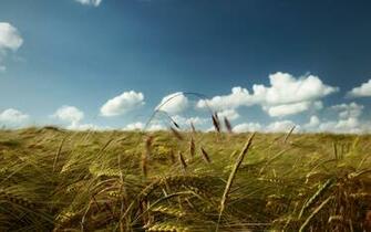 Sunny Day On The Field Wallpaper And Image Pictures