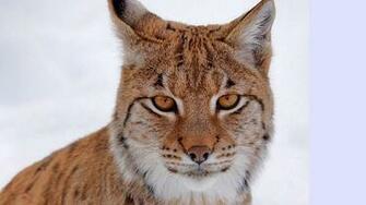Big Cat High Quality And Resolution Wallpaper On