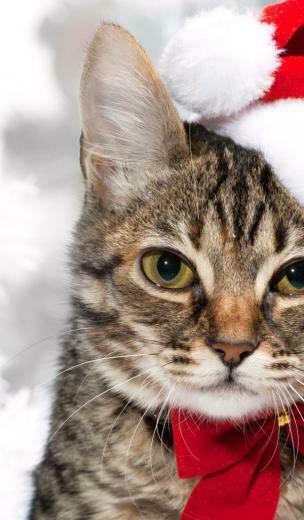 Cat With Christmas Tree Desktop Pc And Mac Wallpaper