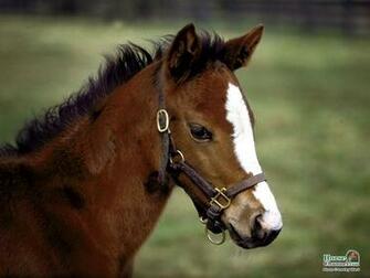 Springtime Foal Screensaver And Desktop Wallpaper