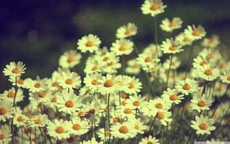 Vintage Daisies Photography HD Desktop Wallpaper High Definition Art