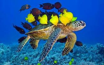 Fish Underwater Ocean Awesome Wallpaper Full HD