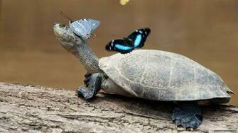 Category Animals HD Wallpaper Subcategory Butterflies