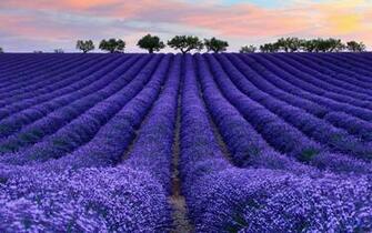 Wallpaper Lavender Field X Widescreen Desktop