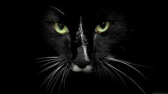 Animals HD Wallpaper Full 1080p