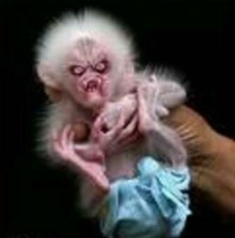 Evil Monkey Graphics And Comments