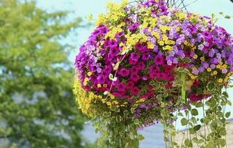 Wallpaper Petunias Flower Pot Colorful Flowers