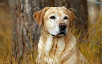 Labrador Wallpaper