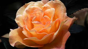 Top Black Aesthetic Rose Wallpaper Full HD 4k To Use