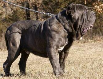 Mastiff Breeds Background Dogbreedswallpaper