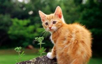 Widescreen Cat Wallpaper