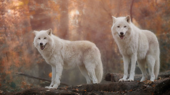 White Wolf HD Wallpaper Image