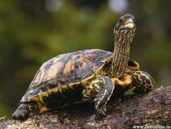 Tortoise Wallpaper Giant Tortoises HD For
