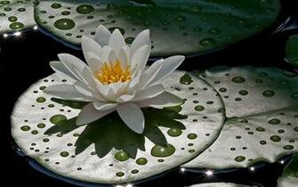 Water Drops Lilly Desktop Pc And Mac Wallpaper