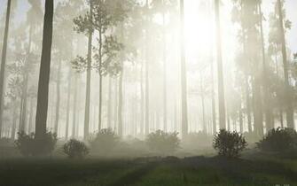 Fog Forest Wallpaper