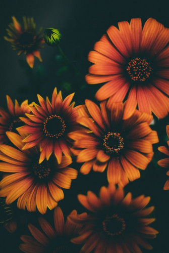 Untitled Black And White Flowers Flower Phone Wallpaper