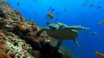 Tartaruga Di Mare HD 1080p File Vettoriale